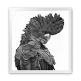 Shop Theo The Black Cockatoo B&W (Square) Art Print-Animals, Birds, Black, Square, View All-framed painted poster wall decor artwork
