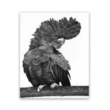 Shop Theo The Black Cockatoo (B&W) Art Print-Animals, Birds, Black, Portrait, Rectangle, View All-framed painted poster wall decor artwork