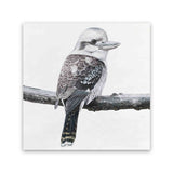 Shop Kookaburra On A Branch (Square) Canvas Art Print-Animals, Birds, Black, Grey, Square, View All, White-framed wall decor artwork