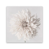 Shop Cream White Dahlia Flower (Square) Canvas Art Print-Botanicals, Florals, Square, View All, White-framed wall decor artwork