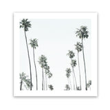 Shop California Palms II (Square) Art Print-Botanicals, Coastal, Green, Square, Tropical, View All, White-framed painted poster wall decor artwork