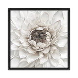 Shop Divine Dahlia III (Square) Canvas Art Print-Botanicals, Florals, Hamptons, Square, View All, White-framed wall decor artwork