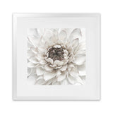 Shop Divine Dahlia III (Square) Art Print-Botanicals, Florals, Hamptons, Square, View All, White-framed painted poster wall decor artwork