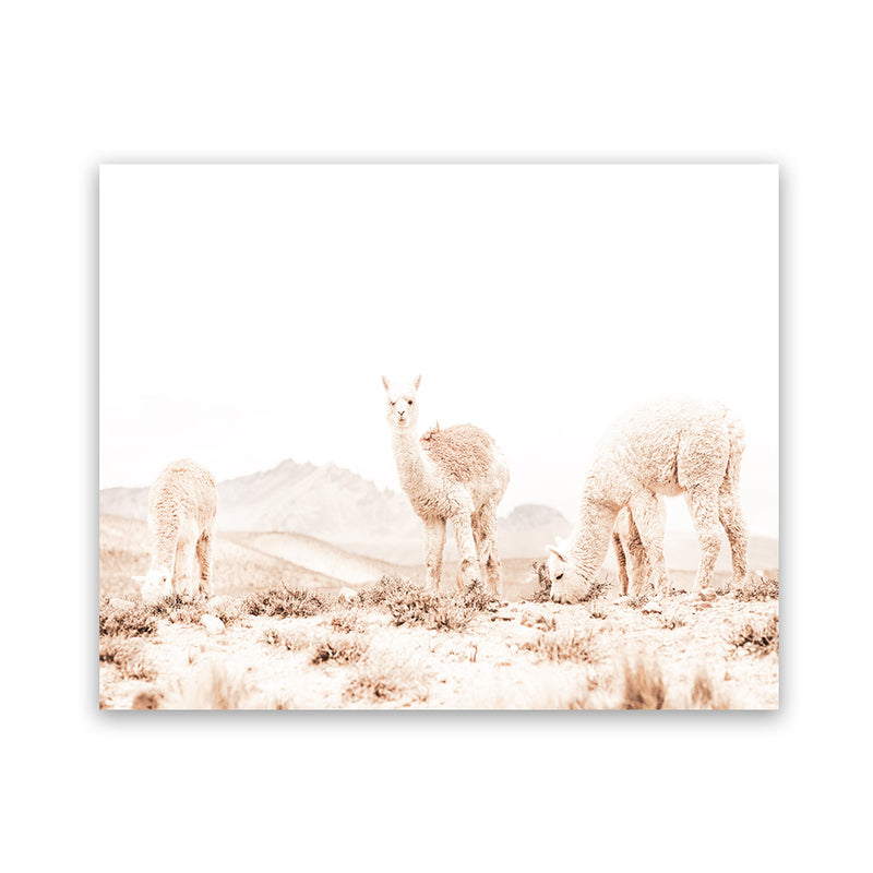 Shop Llamas Grazing Photo Art Print-Animals, Horizontal, Landscape, Neutrals, Photography, Rectangle, View All, White-framed poster wall decor artwork