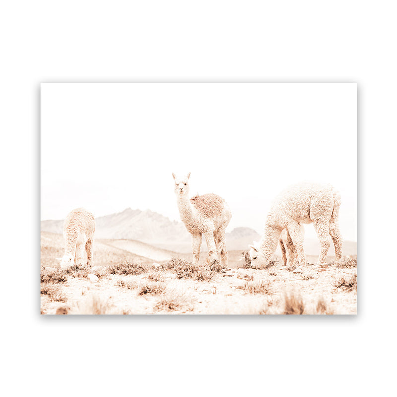 Shop Llamas Grazing Photo Canvas Art Print-Animals, Horizontal, Landscape, Neutrals, Photography, Photography Canvas Prints, Rectangle, View All, White-framed wall decor artwork