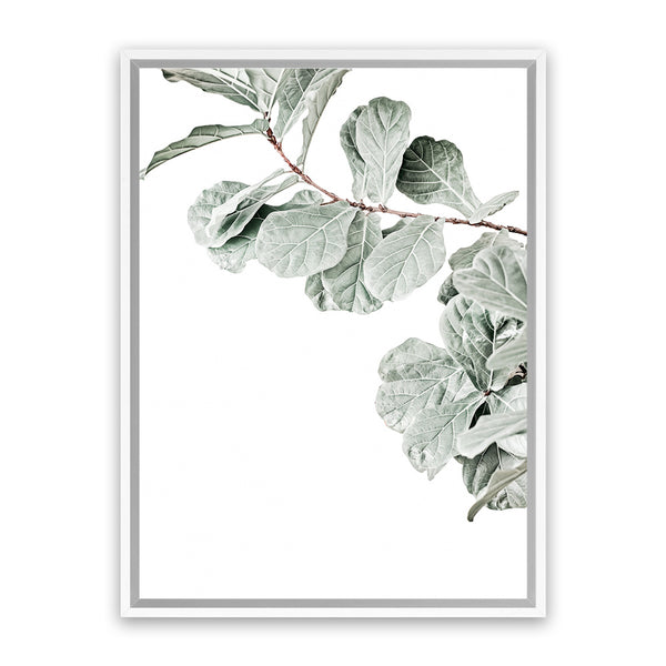 Shop Fiddle-Leaf Fig Photo Canvas Art Print-Botanicals, Green, Landscape, Photography, Photography Canvas Prints, Portrait, Rectangle, View All, White-framed wall decor artwork