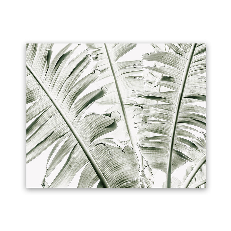Shop Banana Palms Photo Art Print-Botanicals, Green, Horizontal, Landscape, Photography, Rectangle, Tropical, View All-framed poster wall decor artwork