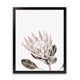 Shop King Protea Photo Art Print-Botanicals, Florals, Photography, Pink, Portrait, Rectangle, View All, White-framed poster wall decor artwork