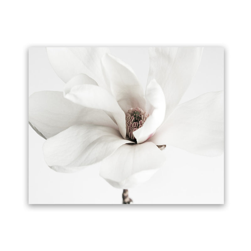 Shop White Magnolia Flower Photo Art Print-Botanicals, Florals, Horizontal, Landscape, Photography, Rectangle, View All, White-framed poster wall decor artwork