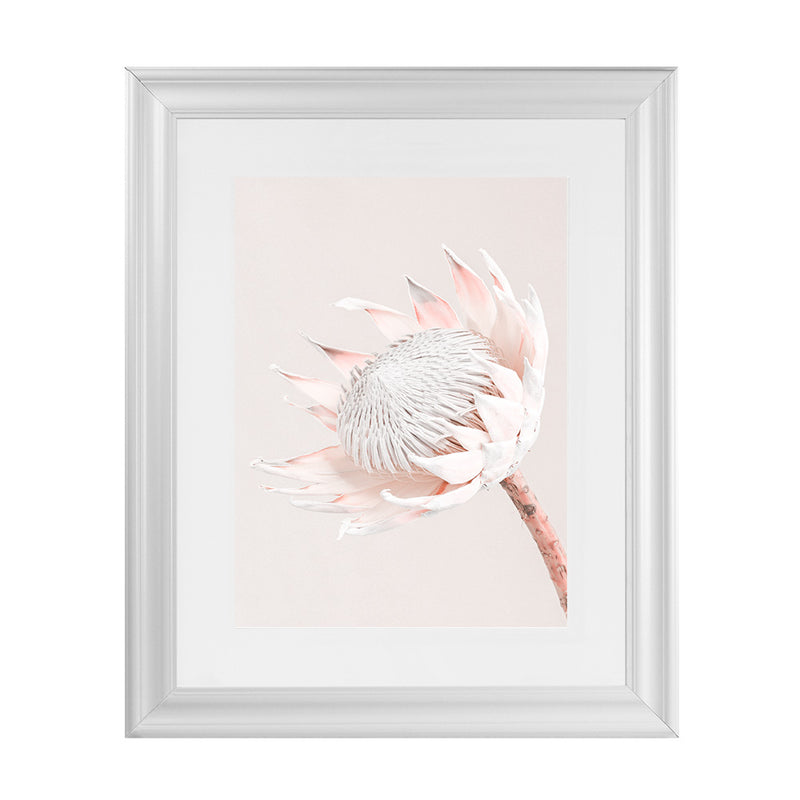Buy Pastel Protea I Photo Art Print