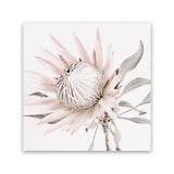 Shop King Protea II (Square) Photo Canvas Art Print-Florals, Hamptons, Photography Canvas Prints, Pink, Square, View All-framed wall decor artwork