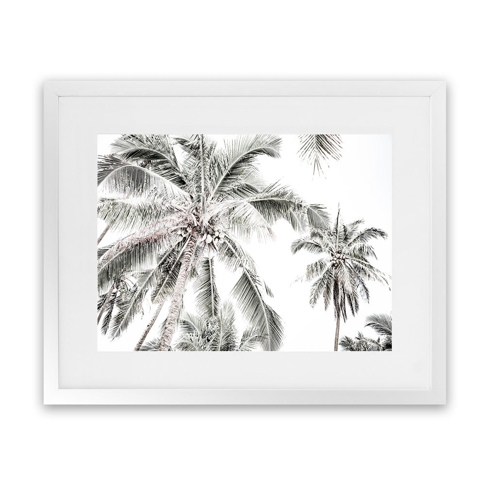 Buy Coconut Palms Photo Art Print | The Print Emporium®