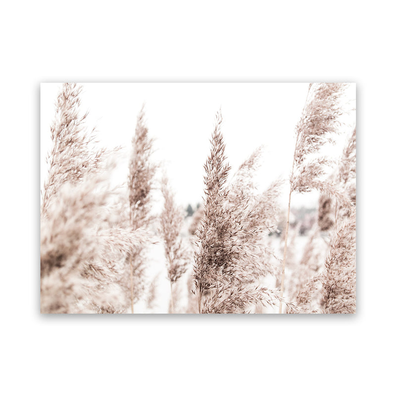 Shop Tall Pampas Grass Photo Canvas Art Print-Boho, Botanicals, Florals, Hamptons, Landscape, Neutrals, Photography, Photography Canvas Prints, View All-framed wall decor artwork