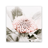 Shop Waratah Flowers III (Square) Photo Canvas Art Print-Florals, Hamptons, Photography, Photography Canvas Prints, Pink, Purple, Square, View All-framed wall decor artwork
