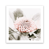 Shop Waratah Flowers III (Square) Photo Art Print-Florals, Hamptons, Photography, Pink, Purple, Square, View All-framed poster wall decor artwork