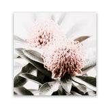 Shop Waratah Flowers (Square) Photo Art Print-Florals, Green, Hamptons, Photography, Pink, Square, View All-framed poster wall decor artwork