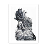 Shop Black Cockatoo Close-Up Art Print-Animals, Baby Nursery, Birds, Black, Grey, Portrait, Scandinavian, Tropical, View All, White-framed painted poster wall decor artwork