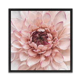 Shop Divine Dahlia (Square) Canvas Art Print-Botanicals, Florals, Hamptons, Pink, Square, View All-framed wall decor artwork