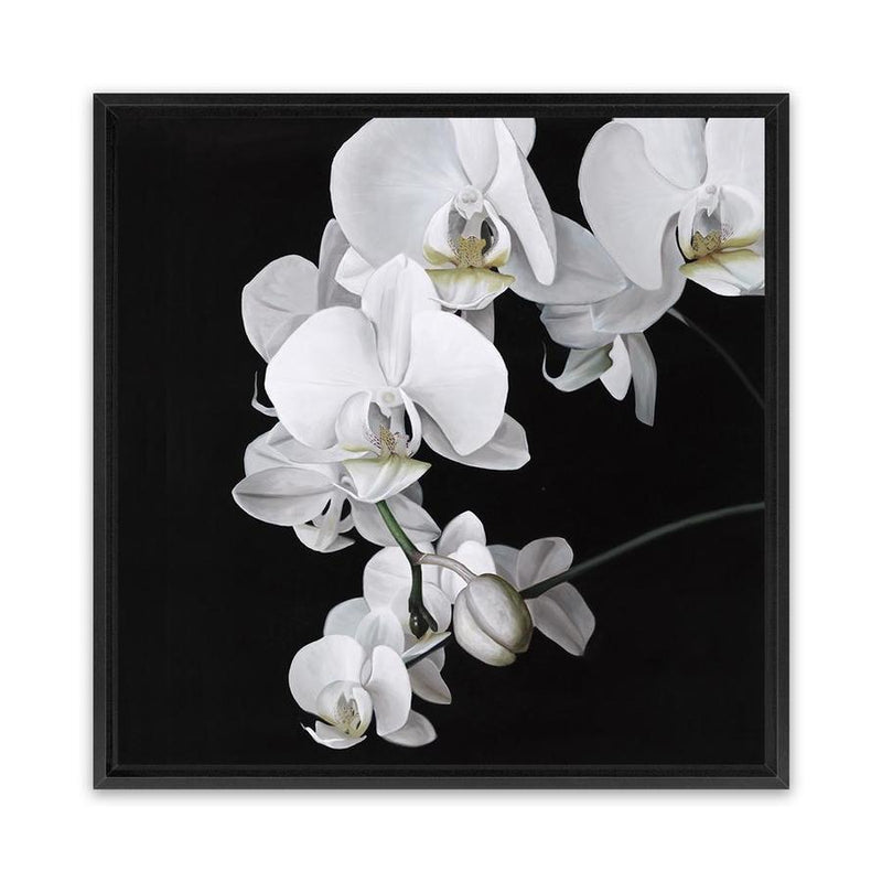 Shop Orchid (Square) Canvas Art Print-Black, Botanicals, Florals, Hamptons, Scandinavian, Square, View All, White-framed wall decor artwork