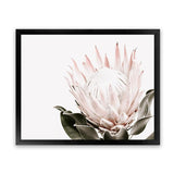 Shop Pink King Protea Flower II Photo Art Print-Botanicals, Florals, Hamptons, Landscape, Nature, Photography, Pink, View All, White-framed poster wall decor artwork