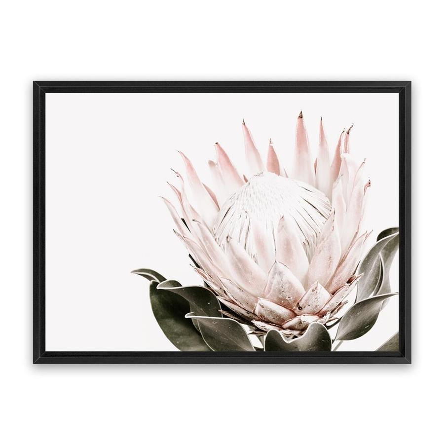 絵画 額縁付 プロテア protea Giant King Protea #2 - gallery style print , oak or black
