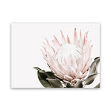 Shop Pink King Protea Flower II Photo Canvas Art Print-Botanicals, Florals, Hamptons, Landscape, Nature, Photography, Photography Canvas Prints, Pink, View All, White-framed wall decor artwork