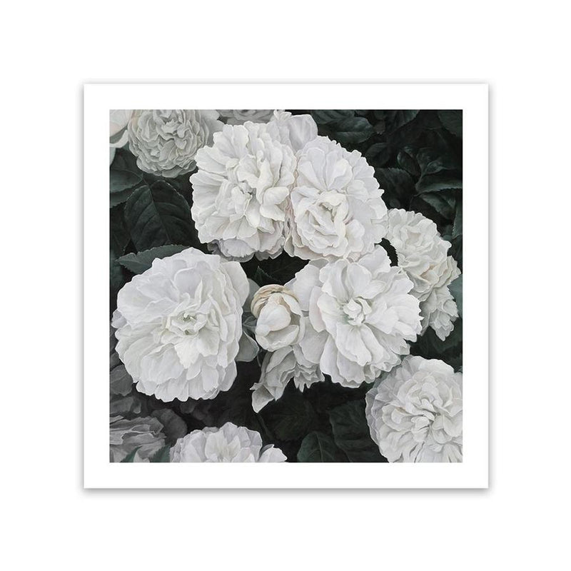 Shop White English Roses (Square) Art Print-Botanicals, Florals, Hamptons, Square, View All, White-framed painted poster wall decor artwork